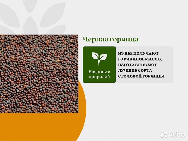 Чёрная горчица (кг)