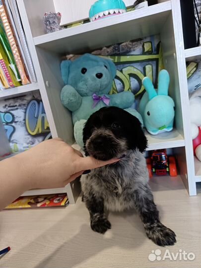 Русский охотничий спаниель