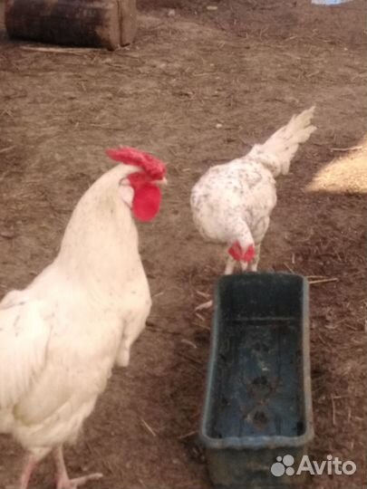 Петушок пушкинский