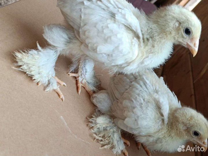 Цыплята кур брама лаванда, Загорская лососевая