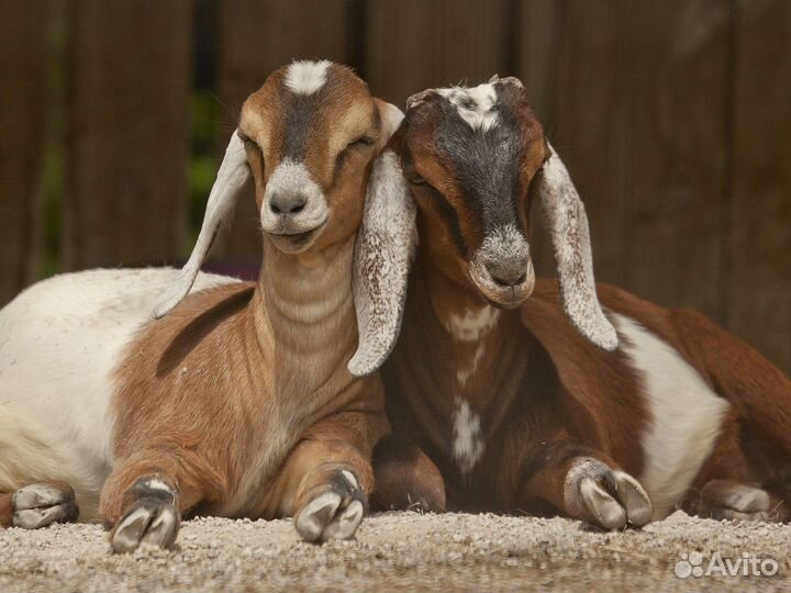 Коза нубийская