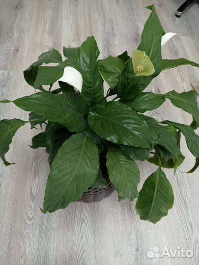 Спатифиллум