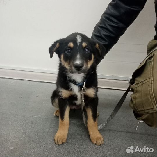 Щенки бельгийской овчарки метис