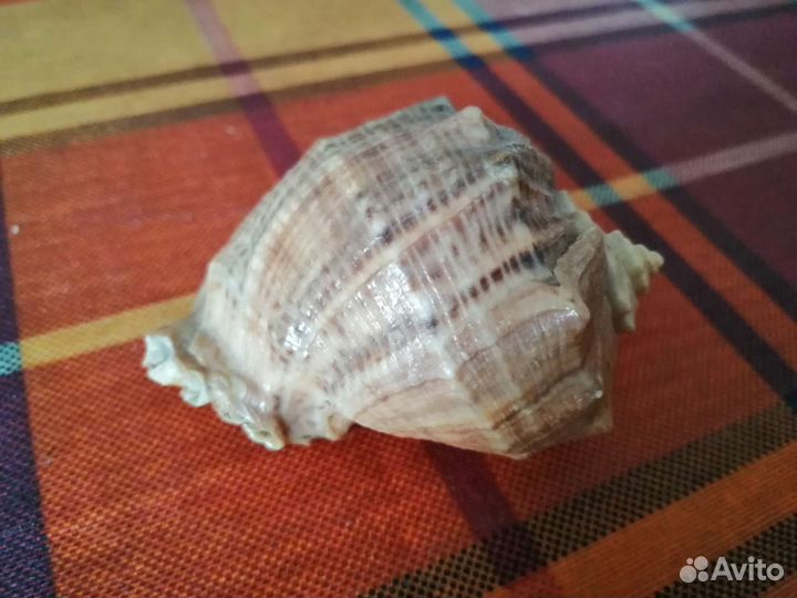 Морские ракушки