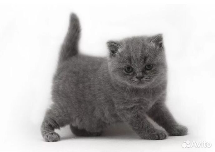 Очаровашки