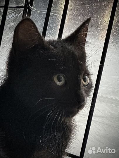Котенок кошка кот черная в добрые руки бездомная
