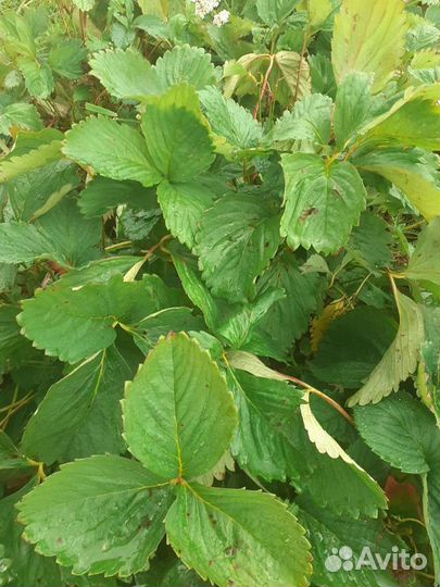 Сажанцы клубники