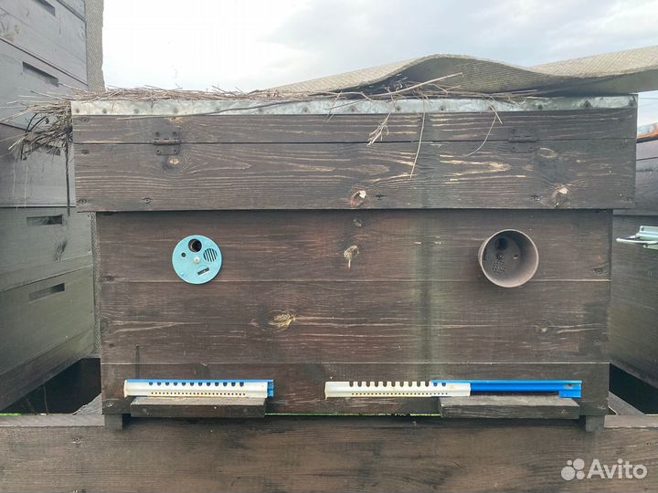 Пчелы пасека