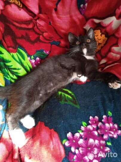 Котята чёрный кот и кошечка, 2 месяца