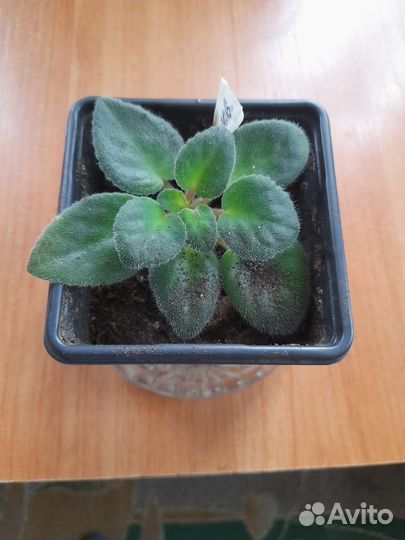 Фиалка,традесканция-фиалет