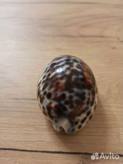 Морская раковина