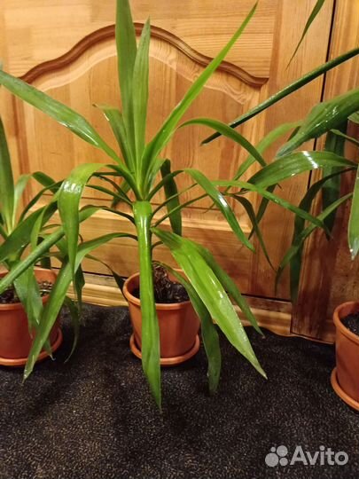 Пальма юкка