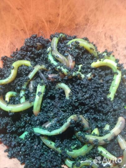 Мотыль кормовой, черви, опарыш