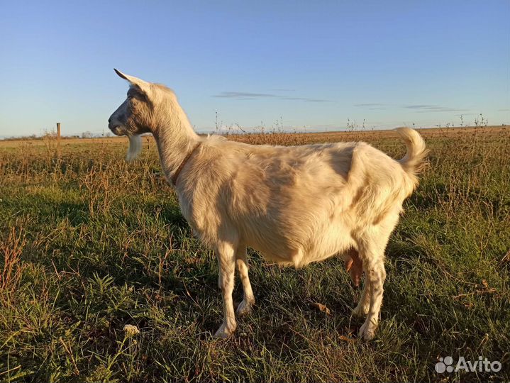 Козлы и козы