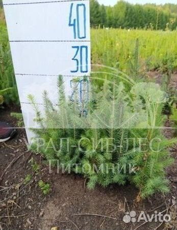 Сеянцы зкс Сосна Ель Лиственница окс Голуб Горн