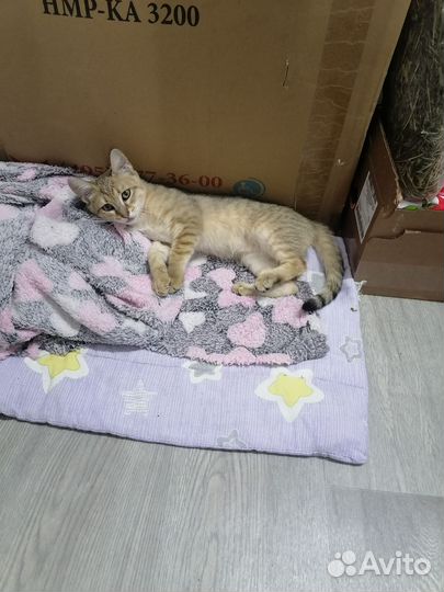 Котенок в дар