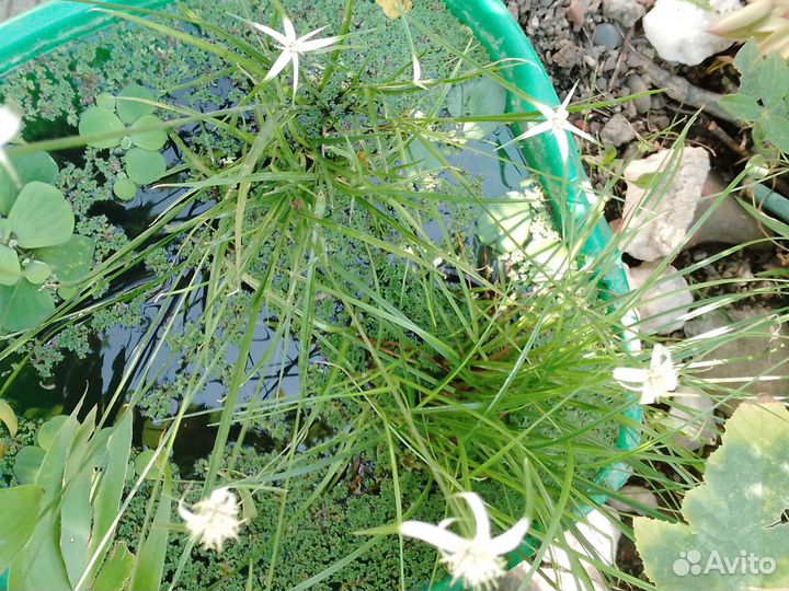 Водяные растения для водоемов