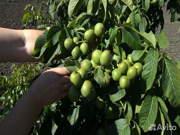 Продам саженцы ореха сорта Идеал и Кочерженко