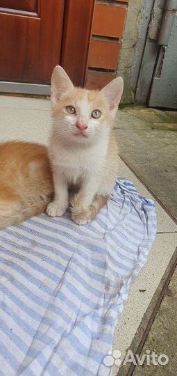 Котята в добрые руки бесплатно