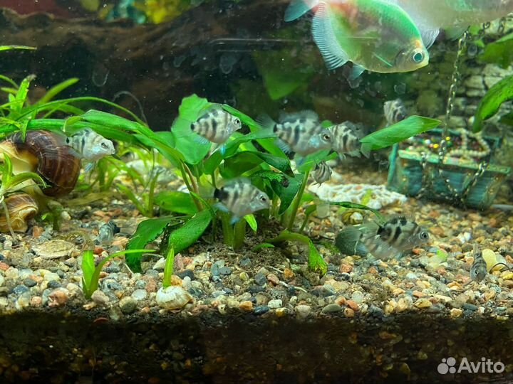 Украшение для аквариума