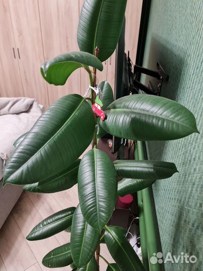 Фикус каучуконосный большой
