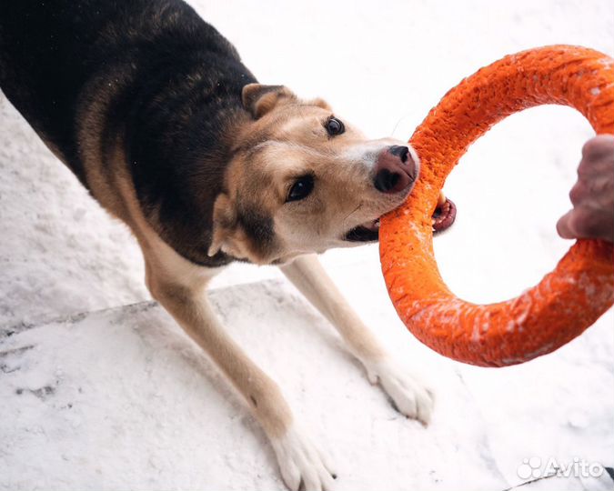 Замечательный пес в добрые руки