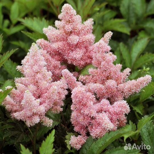 Астильба сестра тереза