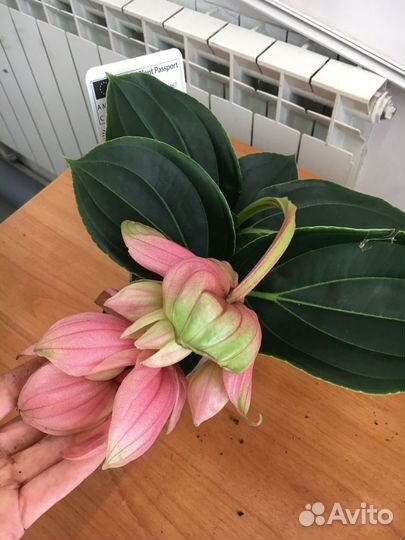 Мединилла Канди