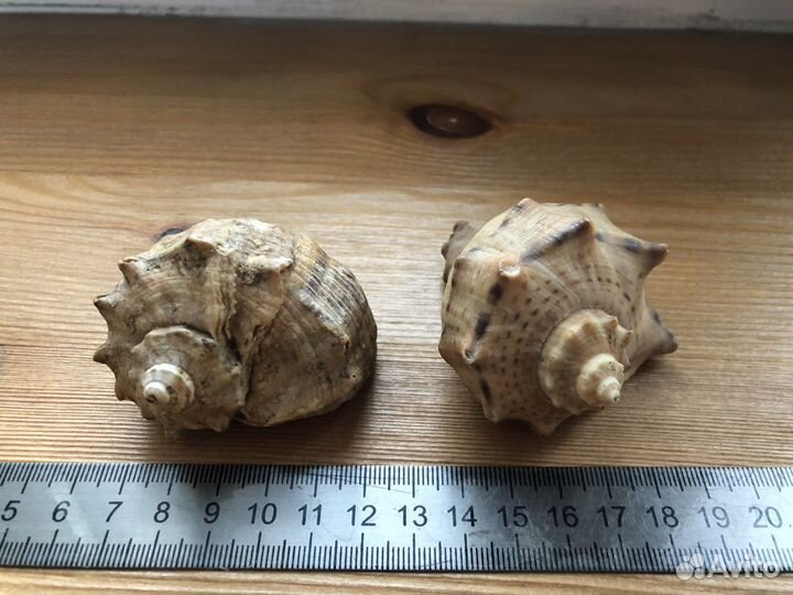 Ракушки Рапана 6 см