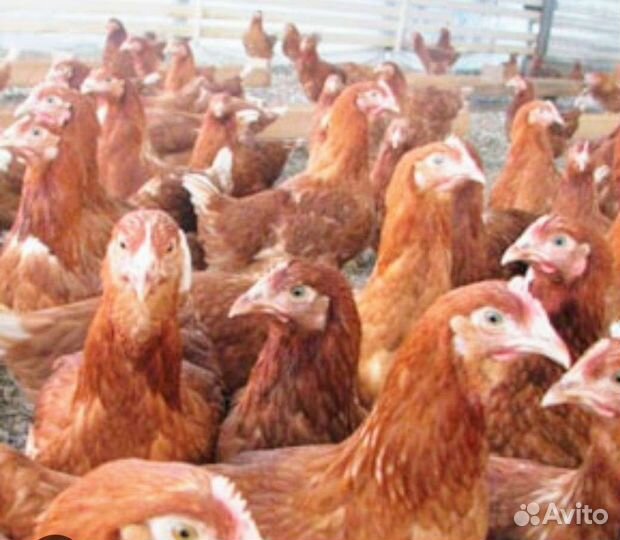 Куры молодки несушки
