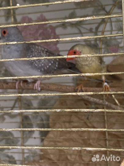 Астрильд тросниковый (пара горлиц )