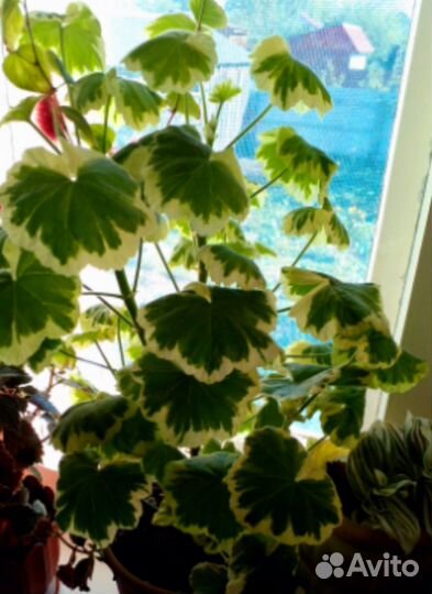 Комнатные растения