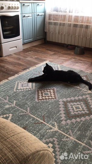 Передержка домашних животных