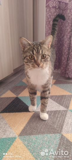 Кошки в добрые руки бесплатно