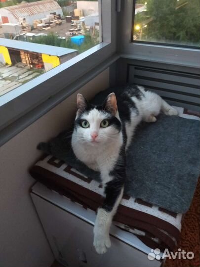 Кошке нужен дом