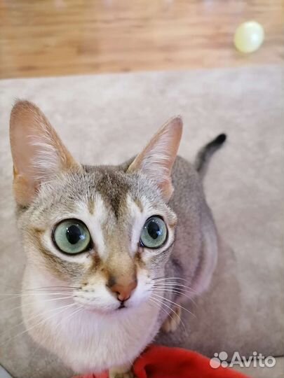 Сингапурская кошка
