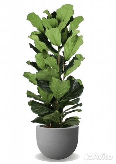 Фикус лирата 180см 3рр