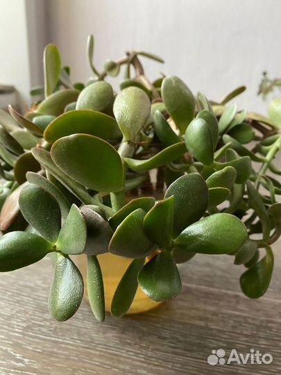 Денежное дерево отводок