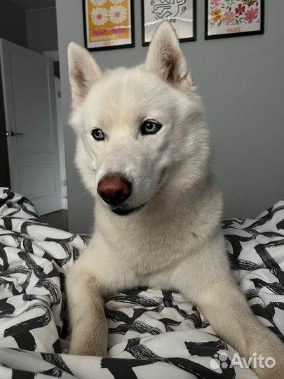 Догситтер/выгул собак