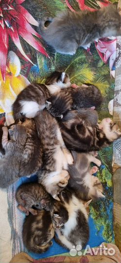 Кошки и котята