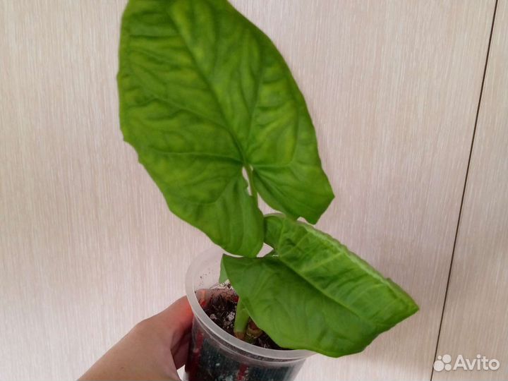 Сингониум Австралия