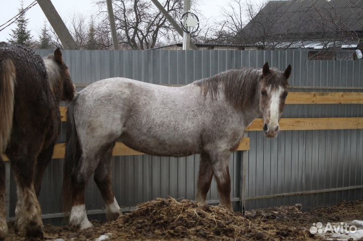 Навоз конский