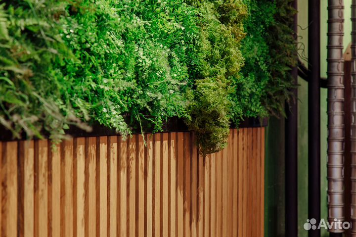 Вертикальное озеленение. Фитостена