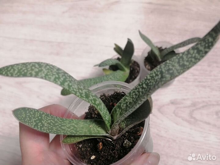 Гастерия - Gasteria