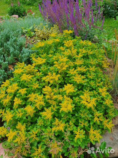 Очиток седум в Истре