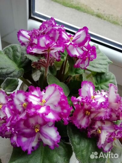 Фиалка. Детки, листы