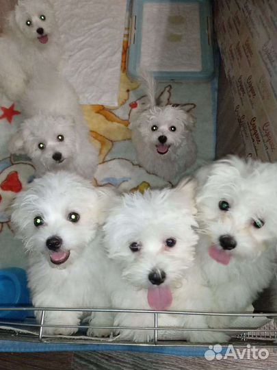 Мальтийская болонка, мальтезе