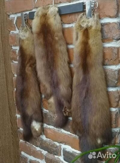 Шкурки соболя