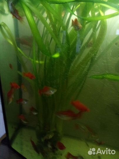 Продаются аквариумные рыбки