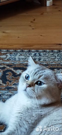 Британский кот на вязку